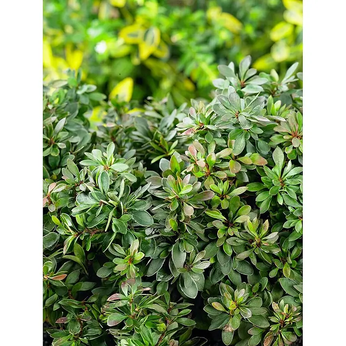 Pflanzen für dich Berberitze 20-25 cm - Berberis thunbergii 'Bagatelle', 20 cm - 25 cm - Dichte immergrüne Pflanze mit kleinen, ovalen, dunkelgrünen Blättern, teils mit rötlichen Spitzen.