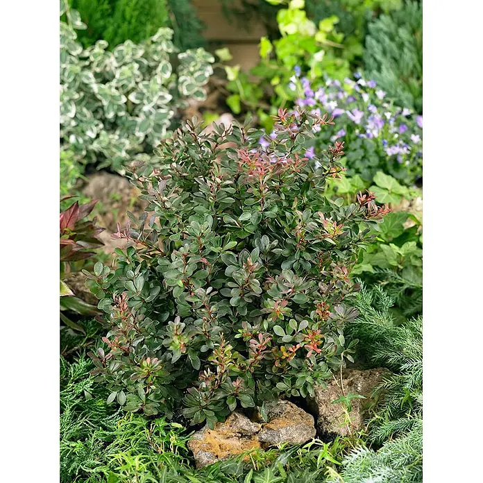 Pflanzen für dich Berberitze 15-20 cm - Berberis thunbergii 'Atropurpurea', 15 cm - 20 cm - Kompakter grüner Strauch mit rötlichem Neuaustrieb in einer Gartenumgebung.