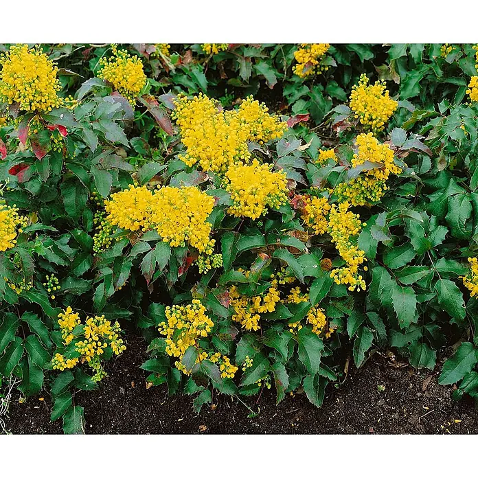 Pflanzen für dich Berberitze 25-30 cm - Mahonia aquifolium 'Apollo', 25 cm - 30 cm - Mahonie mit leuchtend gelben Blüten und dunkelgrünen, stacheligen Blättern, teils mit roten Akzenten, im Beet wachsend.