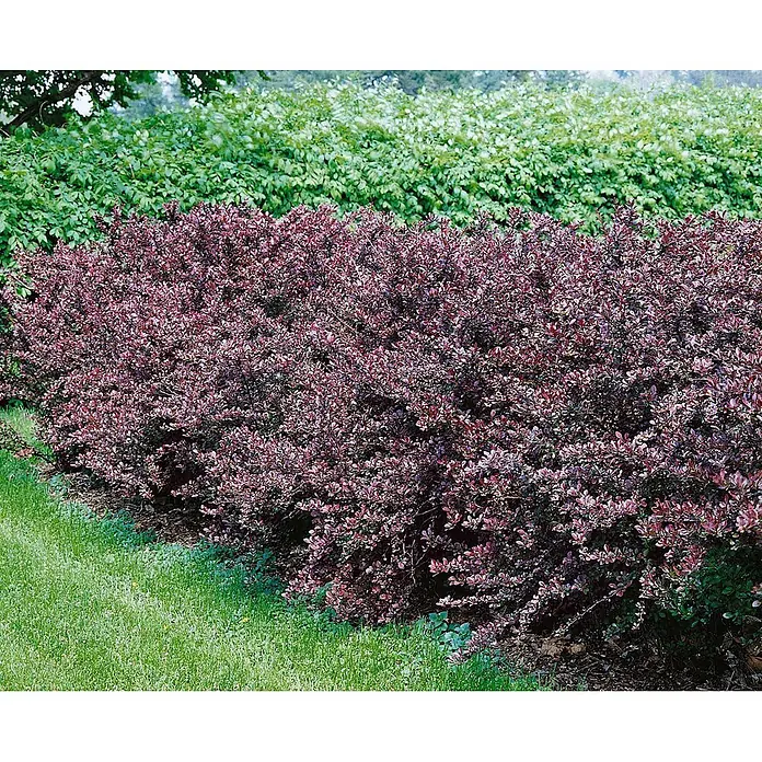 Pflanzen für dich Berberitze 40-60 cm - Berberis thunbergii 'Atropurpurea', 40 cm - 60 cm - Dunkelrote Ziersträucher bilden eine lebendige Gartenbegrenzung.