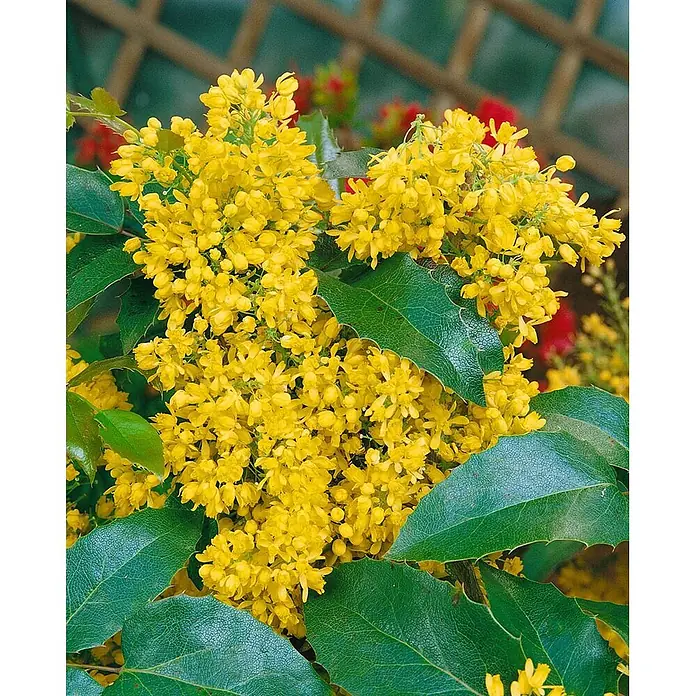 Pflanzen für dich Berberitze 25-30 cm - Mahonia aquifolium 'Apollo', 25 cm - 30 cm - Mahonienstrauch mit leuchtend gelben Blütenständen und dunkelgrünen, stacheligen Blättern.
