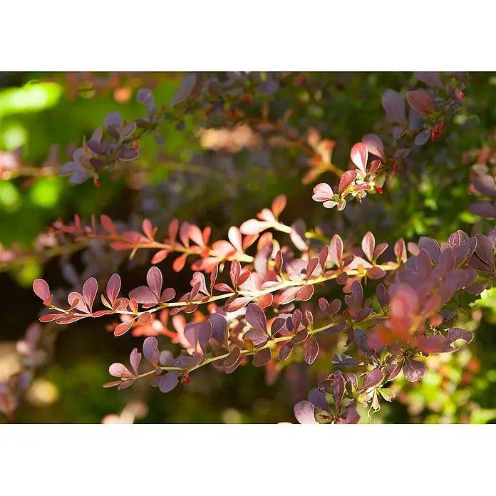 Pflanzen für dich Berberitze 40-60 cm - Berberis thunbergii 'Atropurpurea', 40 cm - 60 cm - Zweige eines Berberitzenstrauchs mit rötlich-violetten Blättern, leuchtend im Sonnenlicht.