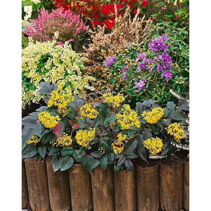 Pflanzen für dich Berberitze 25-30 cm - Mahonia aquifolium 'Apollo', 25 cm - 30 cm - Dunkelbraune Holzstamm-Beeteinfassung begrenzt ein Gartenbeet mit gelb blühender Mahonie und bunten Sträuchern.
