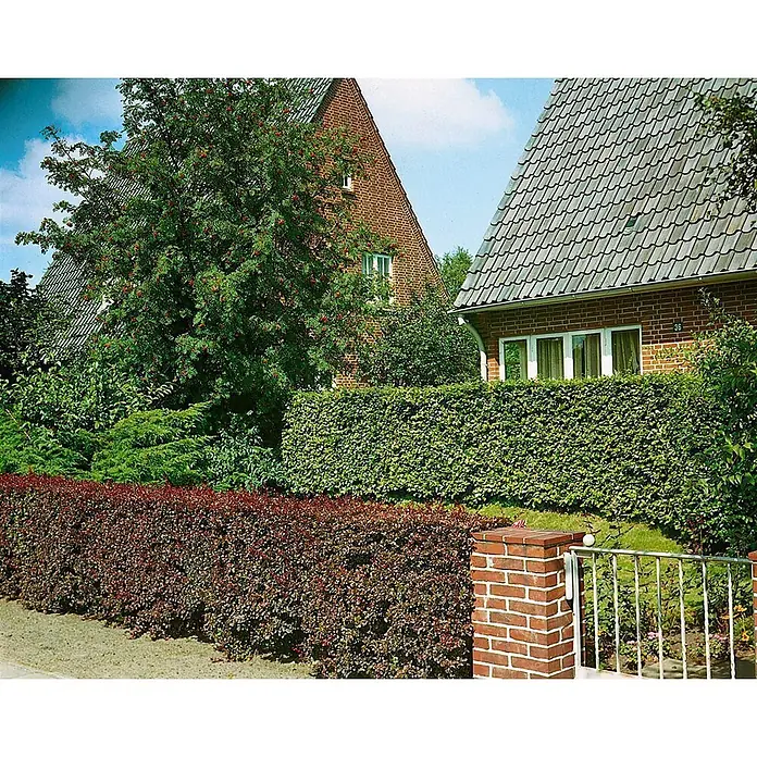 Pflanzen für dich Berberitze 40-60 cm - Berberis thunbergii 'Atropurpurea', 40 cm - 60 cm - Üppiger Garten mit roten und grünen Hecken, Beerenbaum, Ziegelsäule und Häusern im Hintergrund.