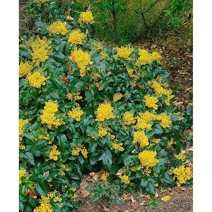 Pflanzen für dich Berberitze 25-30 cm - Mahonia aquifolium 'Apollo', 25 cm - 30 cm - Strauch mit leuchtend gelben Blütenbüscheln und dunkelgrünen, stacheligen Blättern.