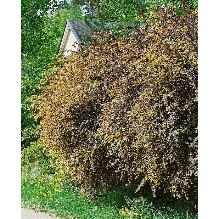 Pflanzen für dich Berberitze 40-60 cm - Berberis thunbergii 'Atropurpurea', 40 cm - 60 cm - Ein großer Zierstrauch mit leuchtend gelben Blüten und dunkelrotbraunen Blättern in einer Gartenumgebung.