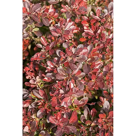 Pflanzen für dich  Berberitze 20-25 cm