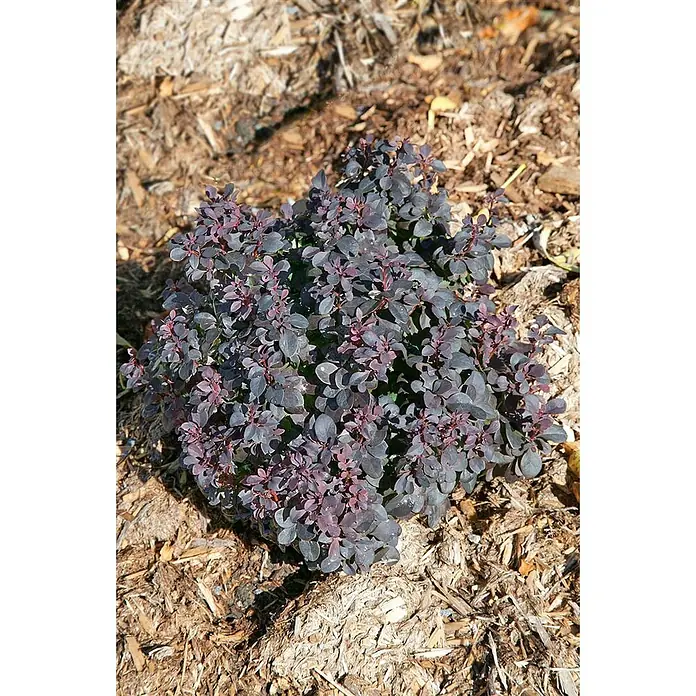 Pflanzen für dich Berberitze 15-20 cm - Berberis thunbergii 'Concorde', 15 cm - 20 cm - Kleiner buschiger Strauch mit dunkelrot-violetten Blättern, wächst in einem mit Rindenmulch bedeckten Beet.