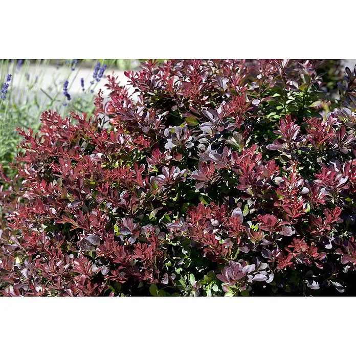 Pflanzen für dich Berberitze 30-40 cm - Berberis thunbergii 'Atropurpurea Nana', 30 cm - 40 cm - Nahaufnahme eines rotlaubigen Zierstrauchs mit grünem Laub und Lavendel im Hintergrund.