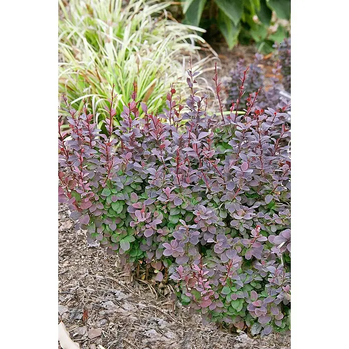 Pflanzen für dich Berberitze 15-20 cm - Berberis thunbergii 'Concorde', 15 cm - 20 cm - Kompakter Strauch mit leuchtend rot-violetten Blättern, darunter grüne Blätter sichtbar.