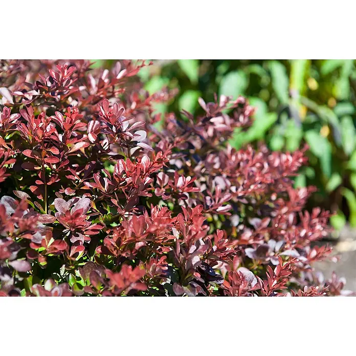 Pflanzen für dich Berberitze 30-40 cm - Berberis thunbergii 'Atropurpurea Nana', 30 cm - 40 cm - Lebhafter rotblättriger Zierstrauch in einer Gartenumgebung.