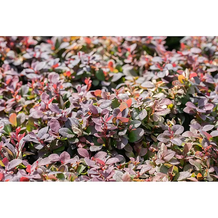 Pflanzen für dich Berberitze 15-20 cm - Berberis thunbergii 'Concorde', 15 cm - 20 cm - Dichter Busch mit kleinen, rötlich-violetten und grünen Blättern, leuchtend im Sonnenlicht.