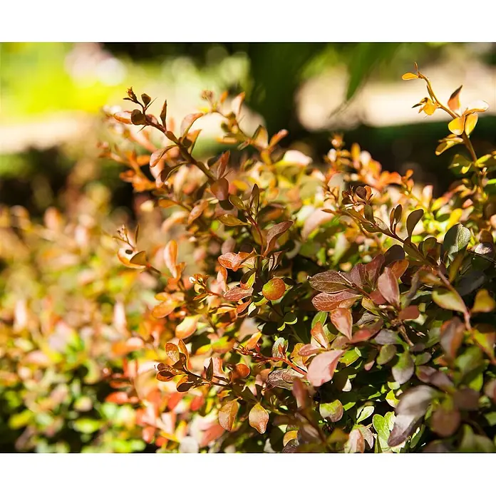 Pflanzen für dich Berberitze 30-40 cm - Berberis thunbergii 'Atropurpurea Nana', 30 cm - 40 cm - Nahaufnahme eines Busches mit rotbraunen und grünen Blättern im Sonnenlicht.