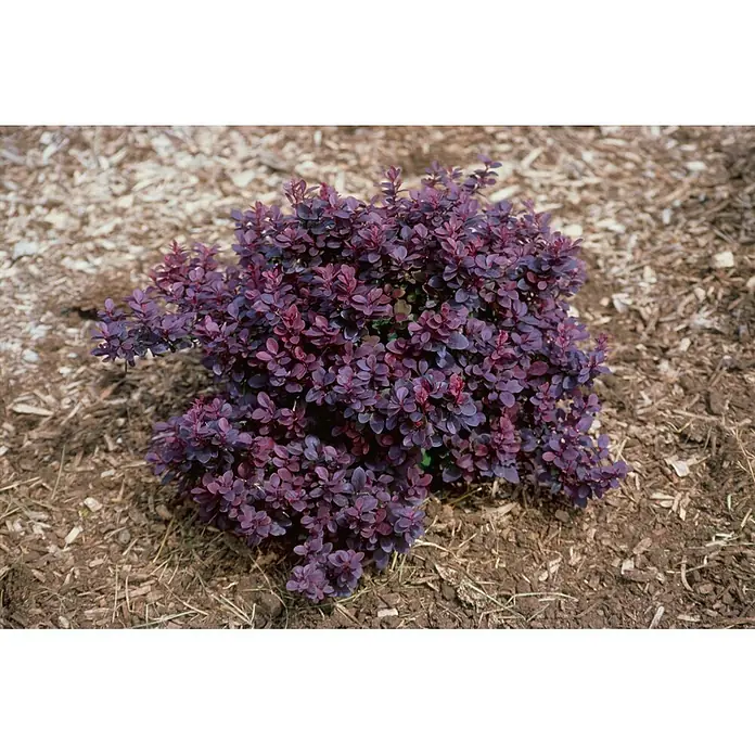 Pflanzen für dich Berberitze 15-20 cm - Berberis thunbergii 'Concorde', 15 cm - 20 cm - Kompakter Busch mit leuchtend rot-violetten Blättern, in Mulch gepflanzt.