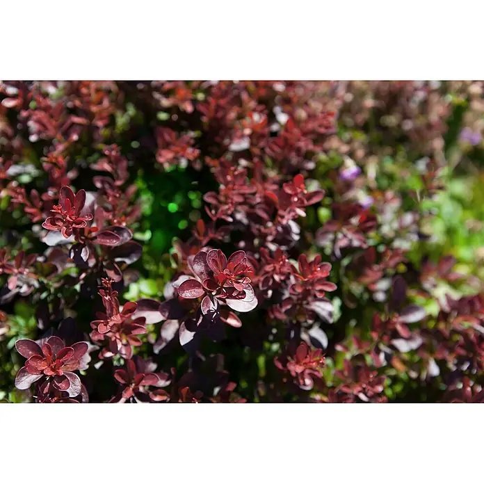Pflanzen für dich Berberitze 30-40 cm - Berberis thunbergii 'Atropurpurea Nana', 30 cm - 40 cm - Nahaufnahme eines Busches mit kleinen, glänzenden rot-violetten Blättern, teils von Sonnenlicht beleuchtet.