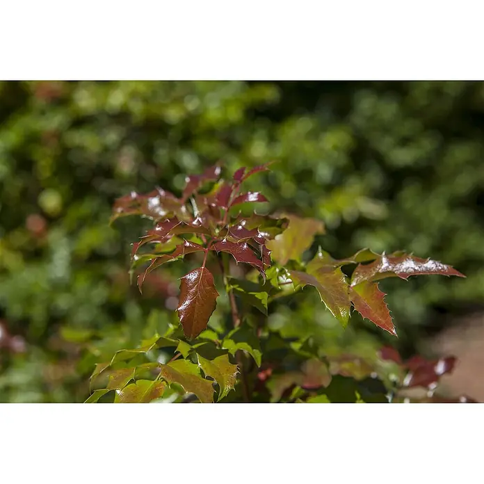 Pflanzen für dich Berberitze 30-40 cm - Mahonia aquifolium, 30 cm - 40 cm - Glänzende, rot-grüne stachelige Blätter einer Pflanze.