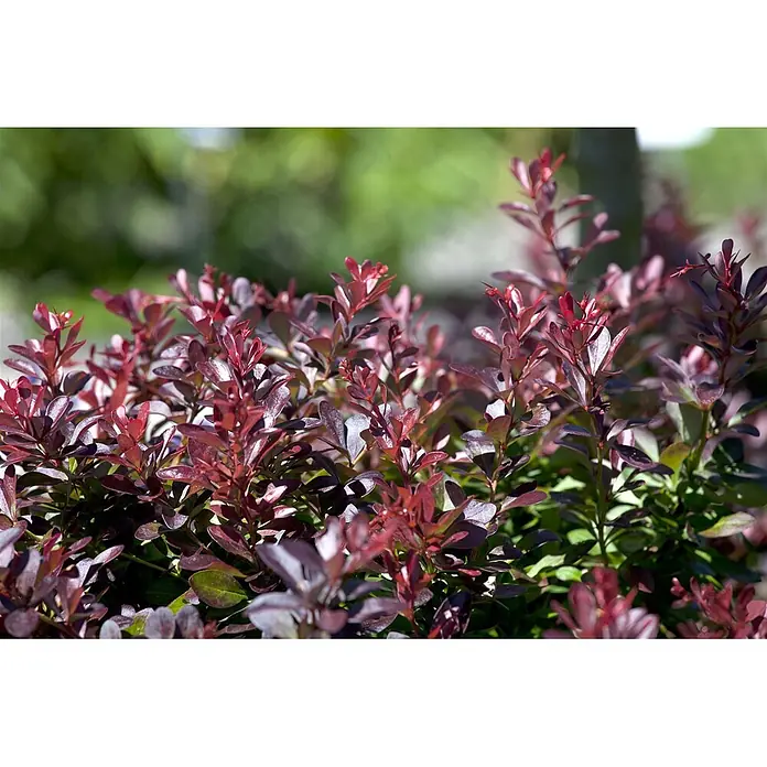 Pflanzen für dich Berberitze 30-40 cm - Berberis thunbergii 'Atropurpurea Nana', 30 cm - 40 cm - Nahaufnahme von rotblättrigen Zierpflanzen.