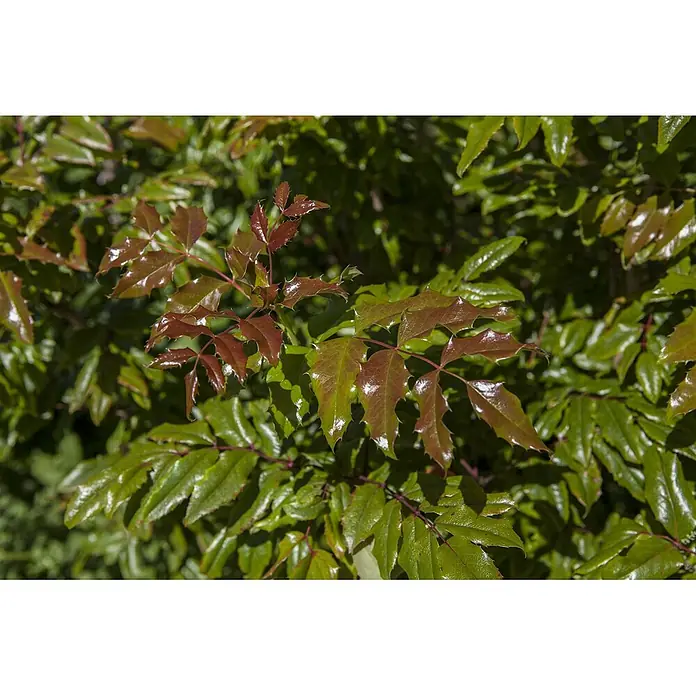Pflanzen für dich Berberitze 30-40 cm - Mahonia aquifolium, 30 cm - 40 cm - Glänzende grüne und rotbraune gefiederte Blätter mit gezackten Rändern, die neuen Wuchs zeigen.