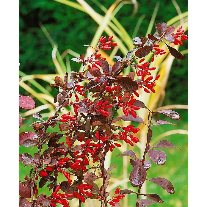 Pflanzen für dich Berberitze 40-60 cm - Berberis thunbergii 'Green Carpet', 40 cm - 60 cm - Ein Berberitzenstrauch mit dunkelroten Blättern und leuchtend roten Beeren.