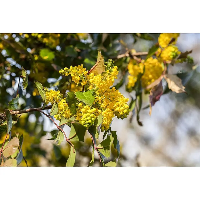 Pflanzen für dich Berberitze 30-40 cm - Mahonia aquifolium, 30 cm - 40 cm - Leuchtend gelbe Blüten in Büscheln an einem Zweig mit dunkelgrünen, stacheligen Blättern, teils rötlich.