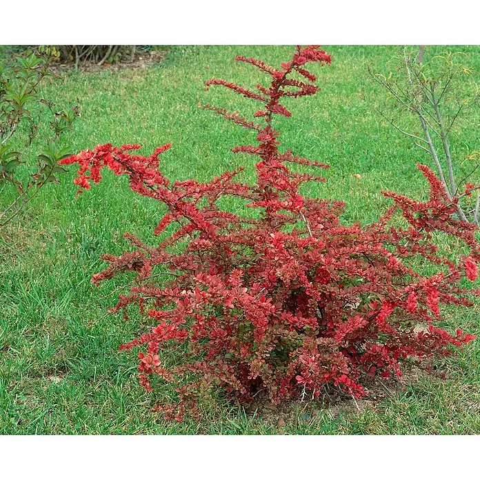 Pflanzen für dich Berberitze 40-60 cm - Berberis thunbergii 'Green Carpet', 40 cm - 60 cm - Lebendiger roter Zierstrauch.
