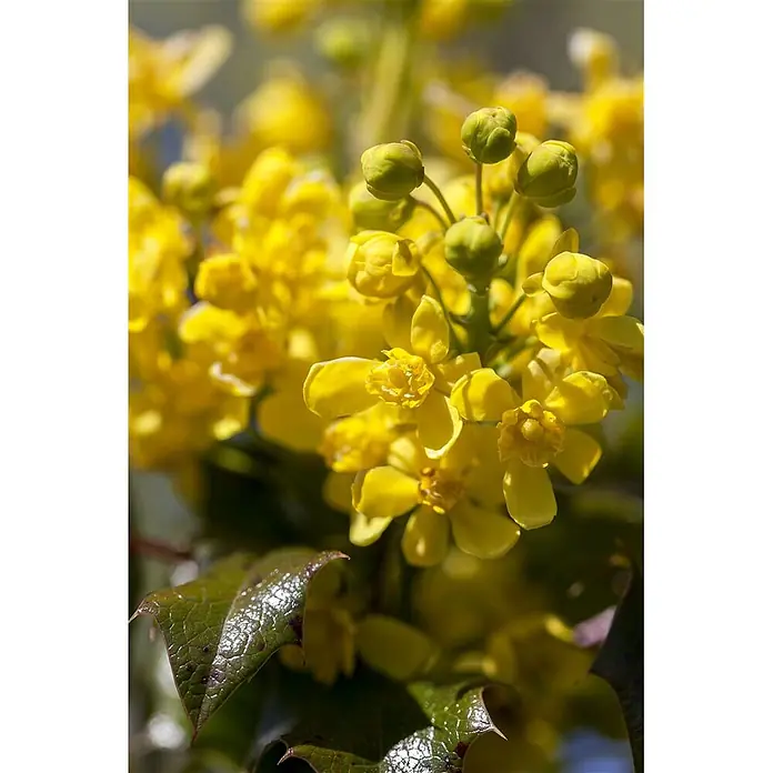 Pflanzen für dich Berberitze 30-40 cm - Mahonia aquifolium, 30 cm - 40 cm - Nahaufnahme leuchtend gelber Blüten und grüner Knospen an einer Pflanze mit wachsartigen, stacheligen grünen Blättern.