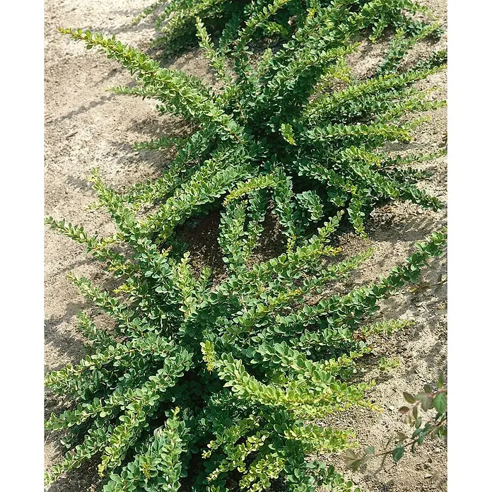 Pflanzen für dich Berberitze 40-60 cm - Berberis thunbergii 'Green Carpet', 40 cm - 60 cm - Dichte grüne Bodendeckerpflanze mit zahlreichen kleinen, runden Blättern, die sich über hellbraune Erde ausbreiten.