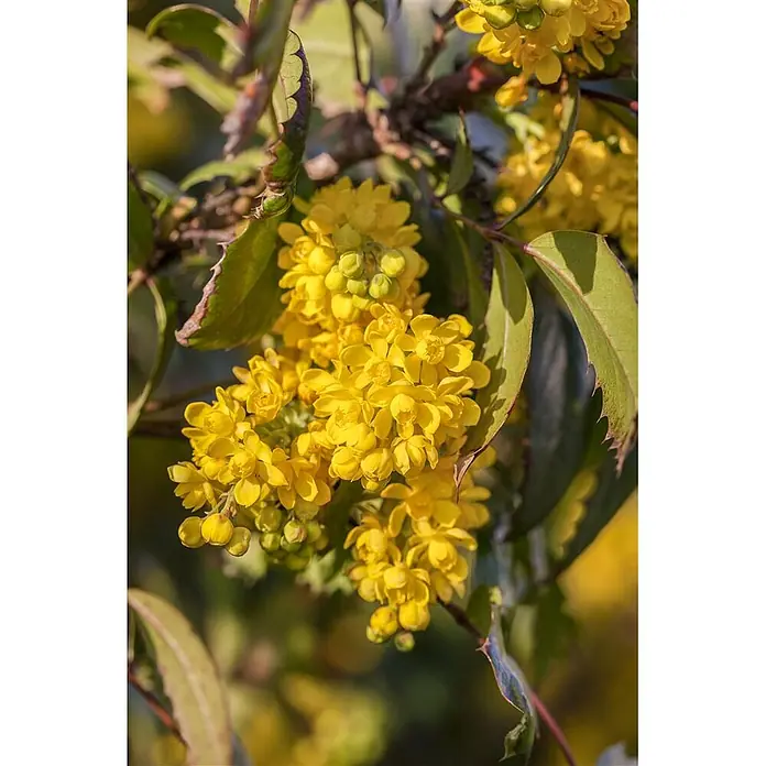 Pflanzen für dich Berberitze 30-40 cm - Mahonia aquifolium, 30 cm - 40 cm - Dichte Büschel leuchtend gelber Blüten an einer Pflanze mit dunkelgrünen, gezackten Blättern.