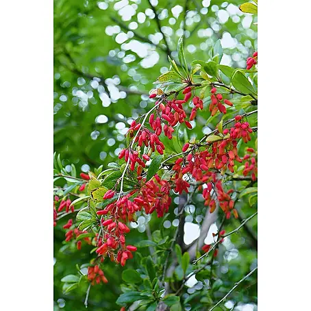 Pflanzen für dich  Berberitze 60-80 cm