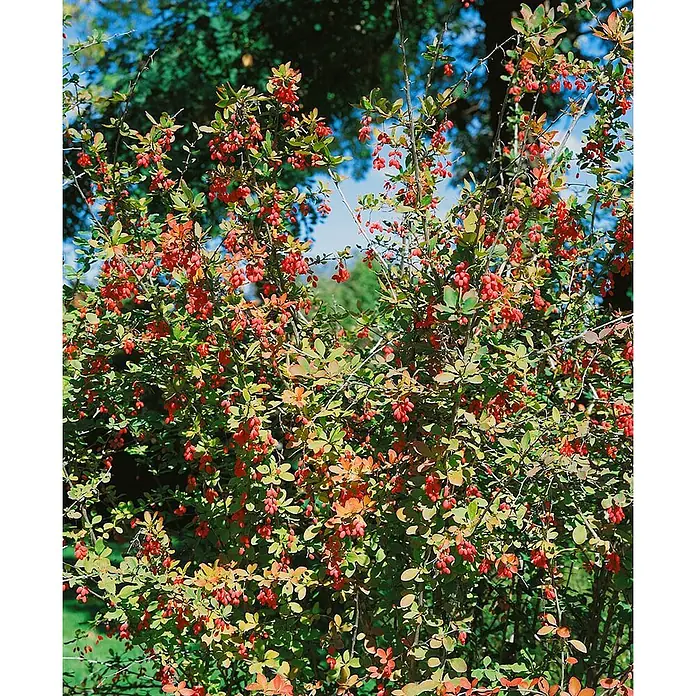 Pflanzen für dich Berberitze 60-80 cm - Berberis vulgaris, 60 cm - 80 cm - Ein lebendiger Strauch bedeckt mit zahlreichen kleinen, roten Beeren und grün-orangefarbenen Blättern.