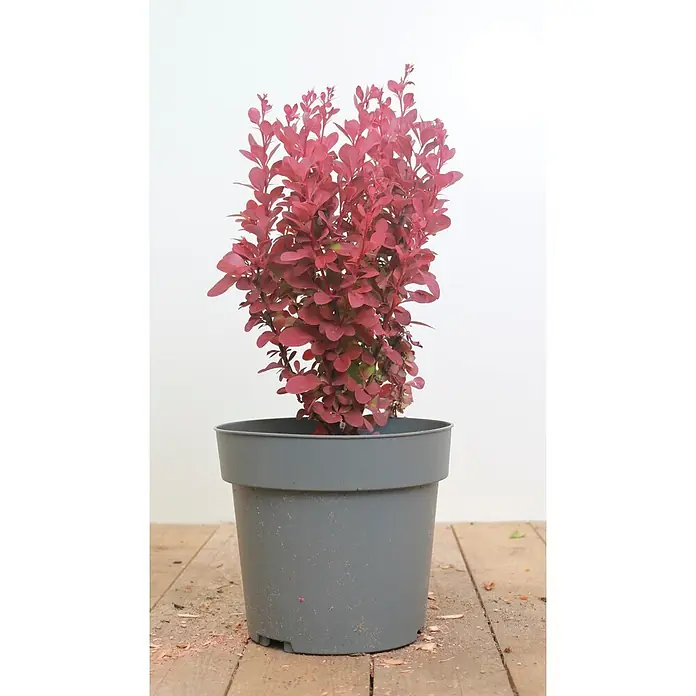 Pflanzen für dich Berberitze 20-25 cm - Berberis thunbergii 'Orange Rocket', 20 cm - 25 cm - Kleine Pflanze mit rot-violetten Blättern in einem grauen Plastiktopf.