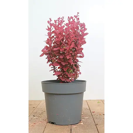 Pflanzen für dich  Berberitze 20-25 cm