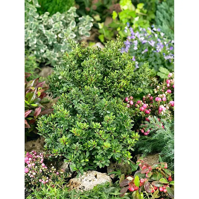 Pflanzen für dich Berberitze 15-20 cm - Berberis thunbergii 'Kobold', 15 cm - 20 cm - Kleiner, dichter Strauch mit grünen Blättern und rötlichem Neuaustrieb, eingebettet in ein Blumenbeet mit Felsen und Pflanzen.