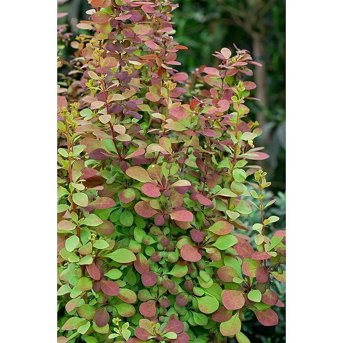 Pflanzen für dich Berberitze 20-25 cm - Berberis thunbergii 'Orange Rocket', 20 cm - 25 cm - Dicht wachsender Strauch mit kleinen, panaschierten Blättern in Grün- und Rot-Purpur-Tönen.