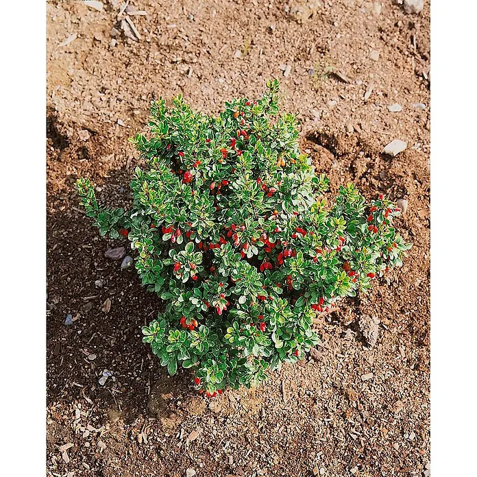 Pflanzen für dich Berberitze 15-20 cm - Berberis thunbergii 'Kobold', 15 cm - 20 cm - Kleiner grüner Strauch mit roten Beeren, in brauner Erde gepflanzt.