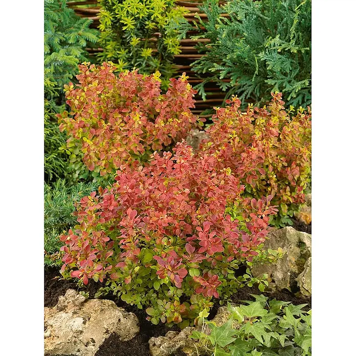 Pflanzen für dich Berberitze 20-25 cm - Berberis thunbergii 'Orange Rocket', 20 cm - 25 cm - Kompakte Sträucher mit rot-orangem und grünem Laub, wachsen in einem Garten zwischen Steinen und anderen Pflanzen.