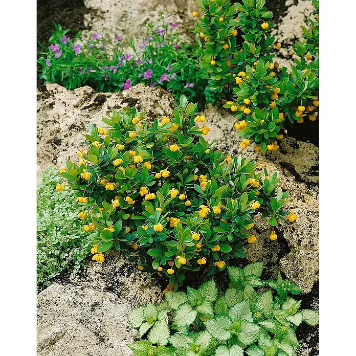 Pflanzen für dich Berberitze 15-20 cm - Berberis thunbergii 'Kobold', 15 cm - 20 cm - Kompakter grüner Strauch mit zahlreichen kleinen gelben Blüten/Beeren, in einem Steingarten mit anderen Pflanzen.