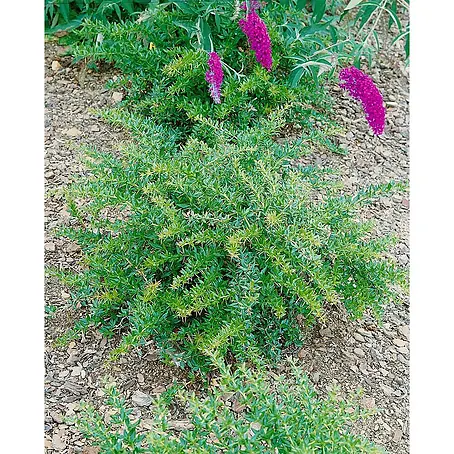 Pflanzen für dich  Berberitze 25-30 cm