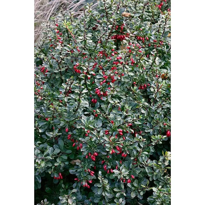 Pflanzen für dich Berberitze 15-20 cm - Berberis thunbergii 'Kobold', 15 cm - 20 cm - Dichter grüner Strauch mit kleinen, graugrünen Blättern und zahlreichen länglichen roten Beeren.