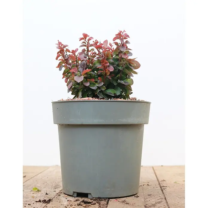 Pflanzen für dich Berberitze 15-20 cm - Berberis thunbergii 'Bagatelle', 15 cm - 20 cm - Kleiner Strauch mit rotspitzigen Blättern in grauem Plastiktopf.