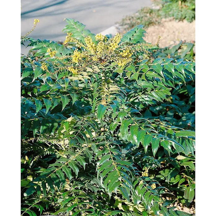Pflanzen für dich Berberitze 40-60 cm - Mahonia media 'Charity', 40 cm - 60 cm - Buschige Pflanze mit dunkelgrünen, stacheligen Blättern und leuchtend gelben Blütenbüscheln, ideal für Garten und Landschaftsgestaltung.