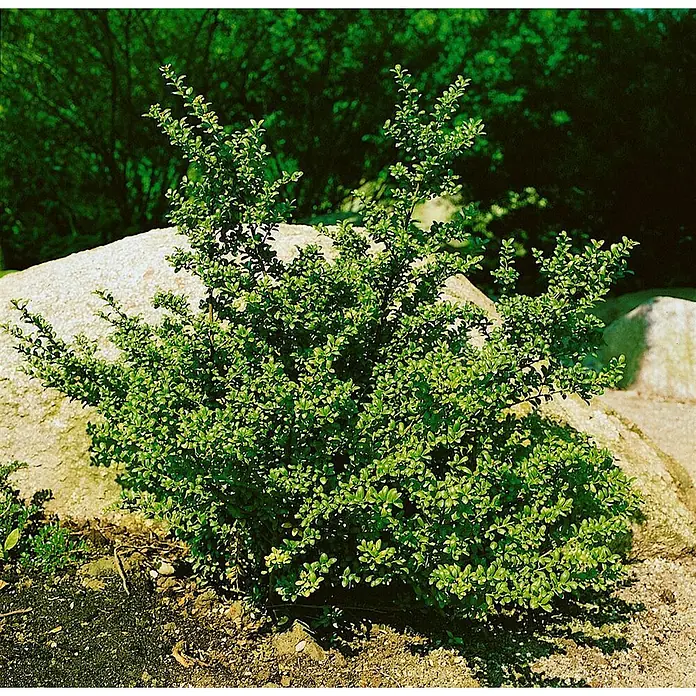Pflanzen für dich Japan-Stechpalme 20-25 cm - Ilex crenata 'Fructu Luteo', Aktuelle Wuchshöhe: 20 cm - 25 cm - Ein kompakter grüner Strauch mit kleinen Blättern, der neben großen Felsen wächst.