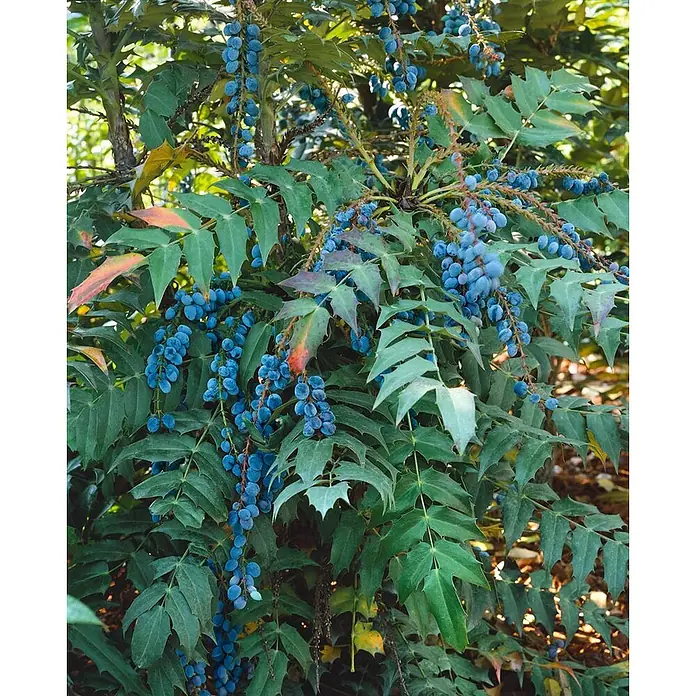 Pflanzen für dich Berberitze 40-60 cm - Mahonia media 'Charity', 40 cm - 60 cm - Strauch mit Trauben dunkelblauer Beeren und stacheligen grünen Blättern.
