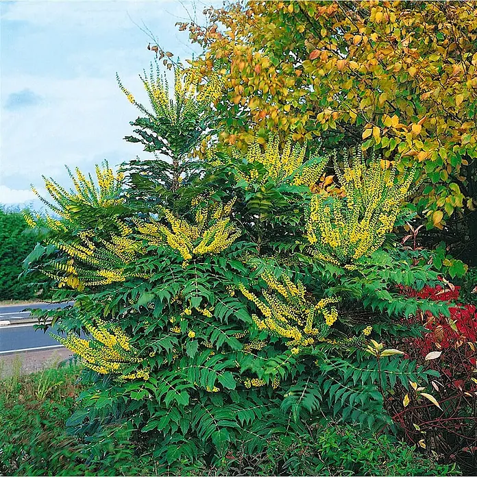 Pflanzen für dich Berberitze 40-60 cm - Mahonia media 'Charity', 40 cm - 60 cm - Mahonienstrauch mit leuchtend gelben Blütenähren und dunkelgrünen, stacheligen Blättern, im Freien blühend.