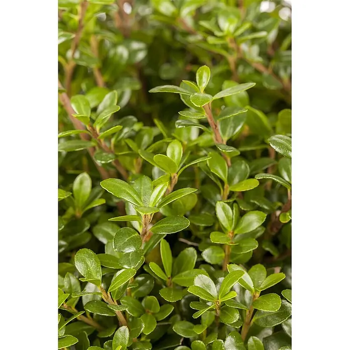Pflanzen für dich Japan-Stechpalme 30-40 cm - Ilex crenata 'Glorie Gem', Aktuelle Wuchshöhe: 30 cm - 40 cm - Nahaufnahme von leuchtend grünen, glänzenden Blättern an kleinen braunen Stielen, die dichtes, gesundes Laub bilden.