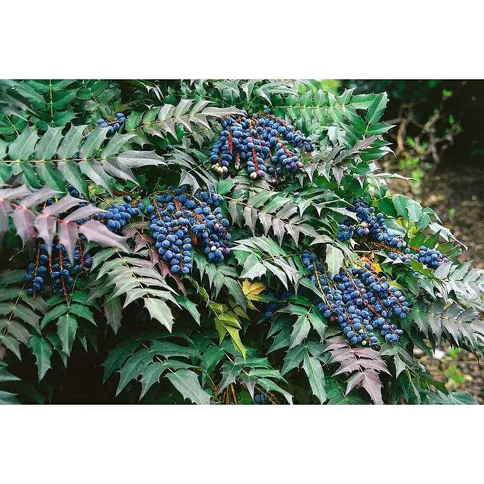 Pflanzen für dich Berberitze 40-60 cm - Mahonia media 'Charity', 40 cm - 60 cm - Nahaufnahme eines Mahonia-Strauchs mit dunkelgrünen und rötlichen stacheligen Blättern und hängenden Trauben dunkelblauer, runder Beeren.