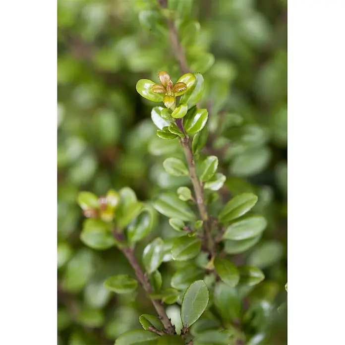 Pflanzen für dich Japan-Stechpalme 50-60 cm - Ilex crenata 'Glorie Gem', Aktuelle Wuchshöhe: 50 cm - 60 cm - Pflanzenzweig mit glänzenden grünen Blättern und rötlich-braunem Neuaustrieb.