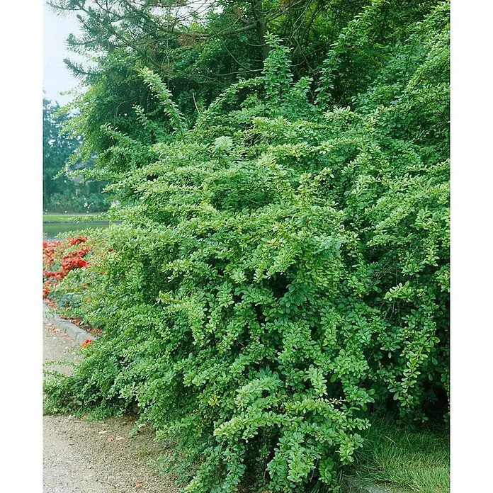Pflanzen für dich Berberitze 100-125 cm - Berberis thunbergii, 100 cm - 125 cm - Dichter grüner Busch mit hellgrünem Laub in einer Gartenanlage, neben einem Weg.