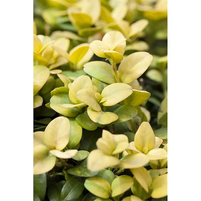 Pflanzen für dich Japan-Stechpalme 30-40 cm - Ilex crenata 'Glorie Gem', Aktuelle Wuchshöhe: 30 cm - 40 cm - Nahaufnahme einer Pflanze mit kleinen, ovalen Blättern, grün und leuchtend gelb panaschiert.