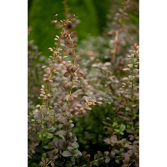 Pflanzen für dich Berberitze 100-125 cm - Berberis thunbergii, 100 cm - 125 cm - Nahaufnahme eines lebhaften Zierstrauchs mit aufrechten Stielen und kleinen, rotbraunen Blättern.